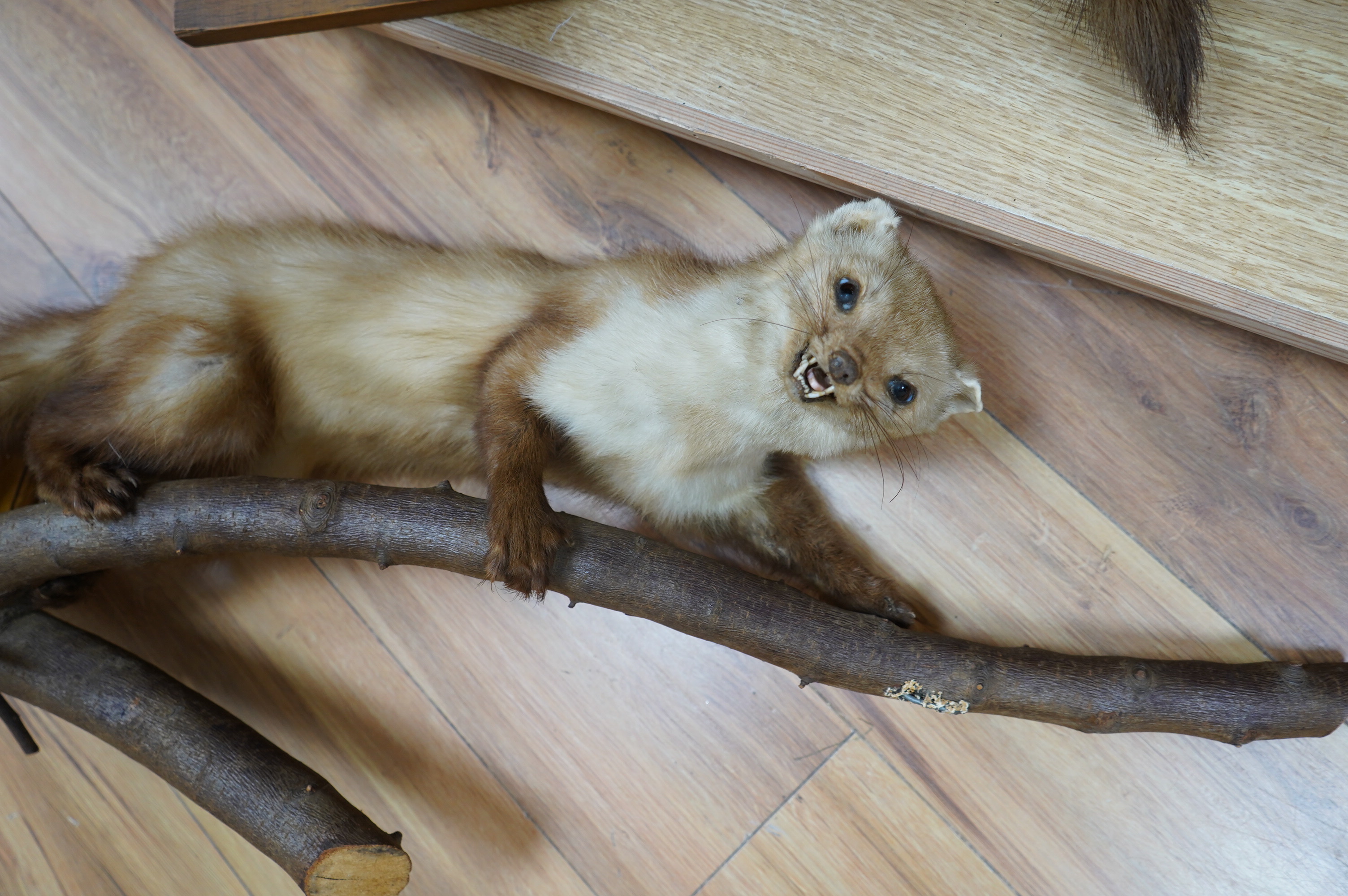 Two taxidermic ferrets. Condition - poor